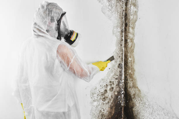 Best Certified Mold Removal  in Santa Ana Pueblo, NM