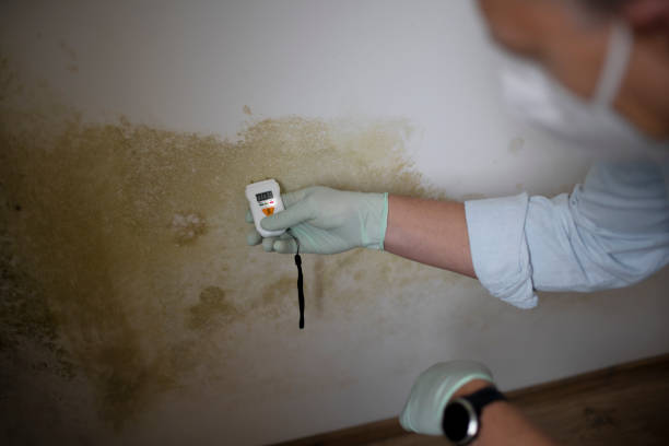 Mold Removal Process in Santa Ana Pueblo, NM