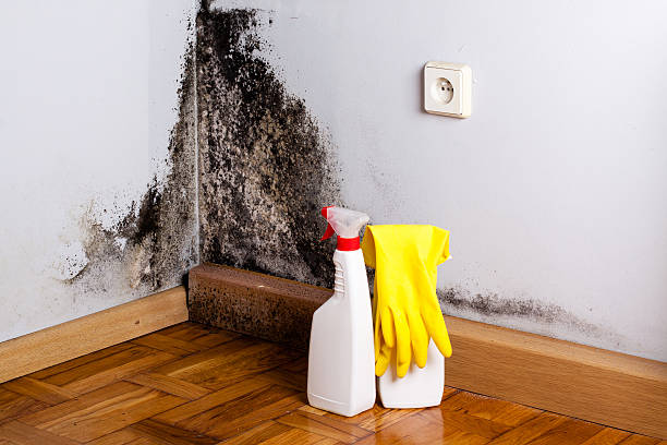 Best Mold Removal Near Me  in Santa Ana Pueblo, NM