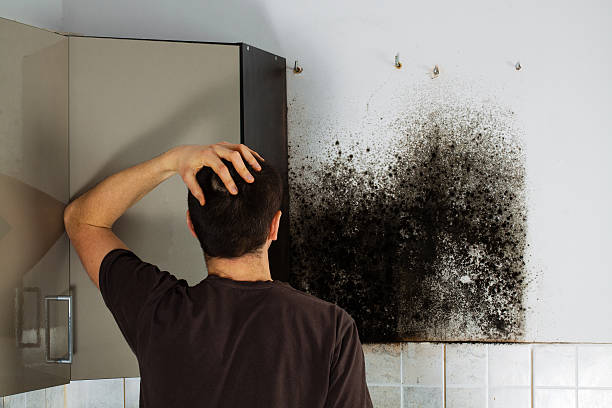 Mold Removal Process in Santa Ana Pueblo, NM